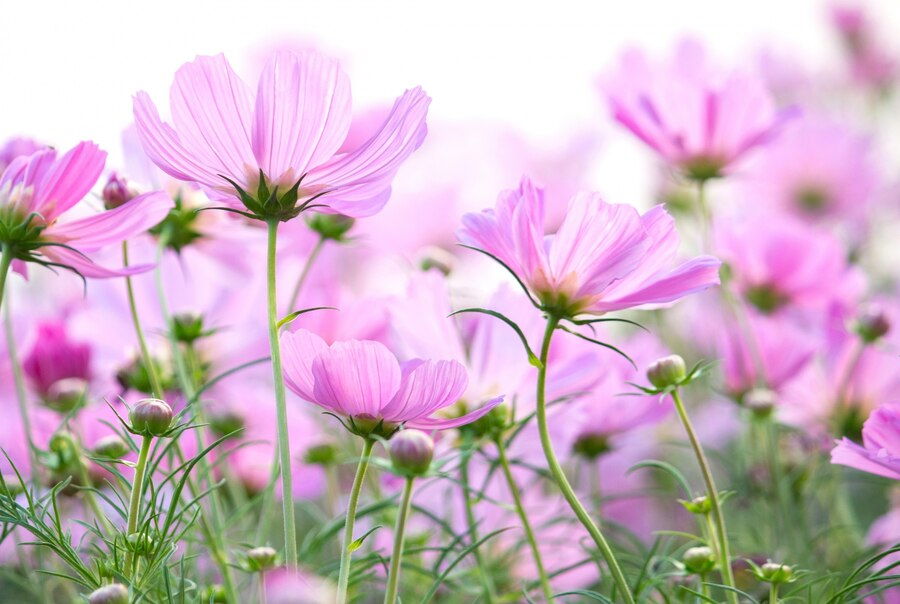 Freepik Cosmos flores aisladas sobre fondo blanco